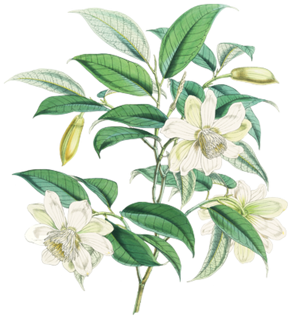 PNG画像：白い花アンティークイラスト