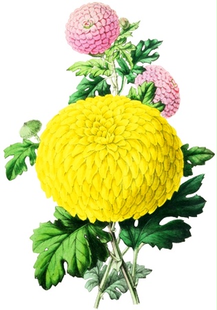 Png画像 菊の花アンティークイラスト アンティーク レトロ イラスト画像素材 Booth