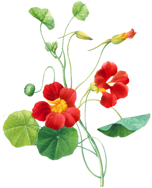 PNG画像：金蓮花（ナスタチウム）アンティークイラスト