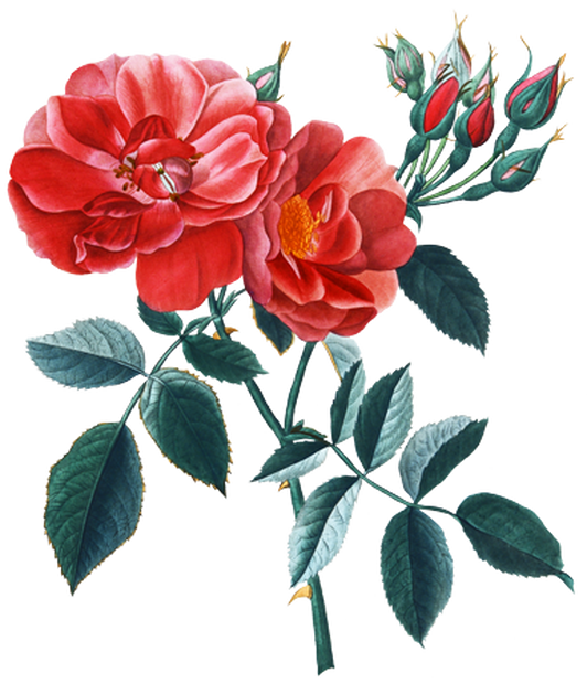 PNG画像：赤薔薇（ローズ）アンティークイラスト