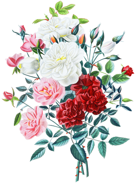 PNG画像：薔薇（ローズ）アンティークイラスト