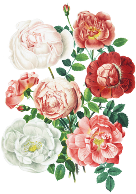 PNG画像：薔薇（ローズ）アンティークイラスト