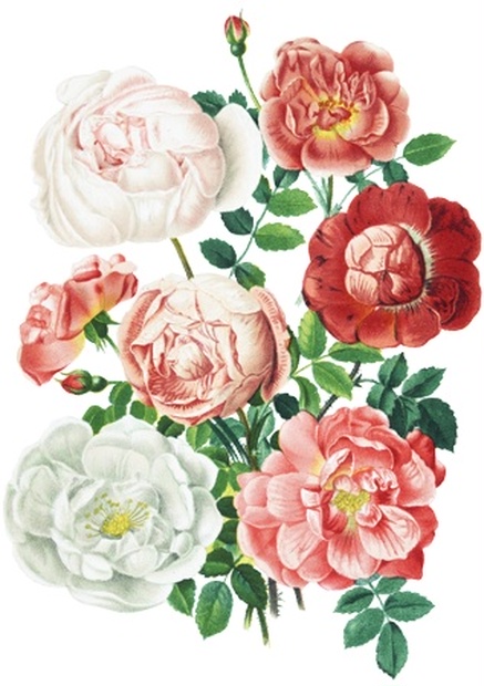 Png画像 薔薇 ローズ アンティークイラスト アンティーク レトロ イラスト画像素材 Booth