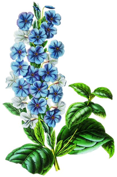 PNG画像：デルフィニウム アンティークイラスト