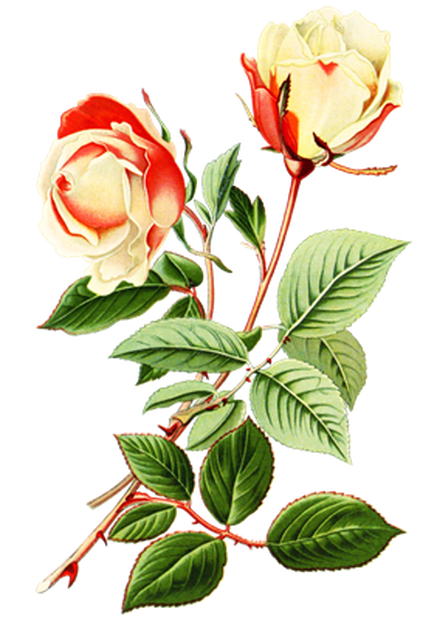 PNG画像：紅白薔薇（ローズ）アンティークイラスト