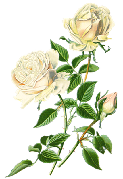PNG画像：白薔薇（ホワイトローズ）アンティークイラスト