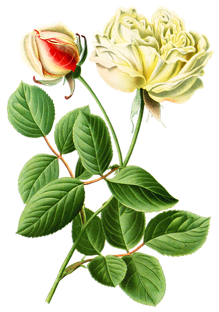 PNG画像：白薔薇（ホワイトローズ）アンティークイラスト