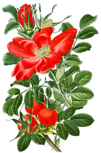 PNG画像：赤薔薇（レッドローズ）アンティークイラスト