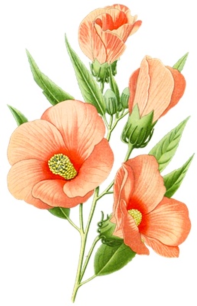 Png画像 芙蓉の花アンティークイラスト アンティーク レトロ イラスト画像素材 Booth