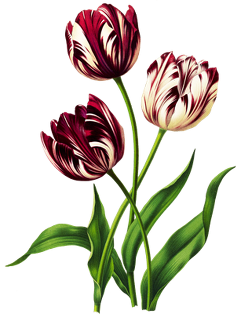 PNG画像：チューリップの花アンティークイラスト