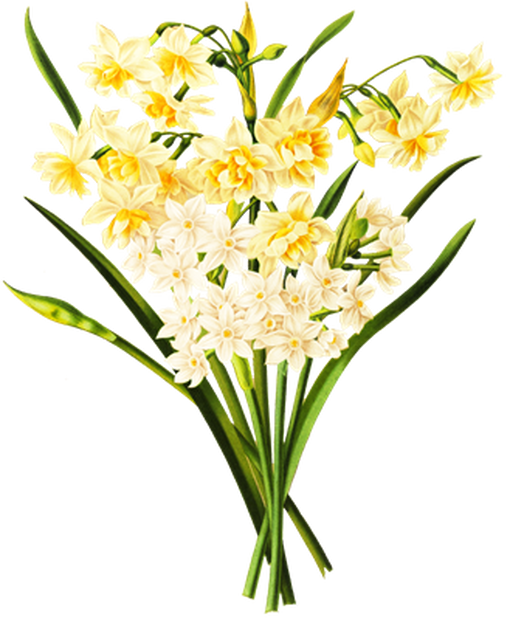 PNG画像：水仙の花アンティークイラスト