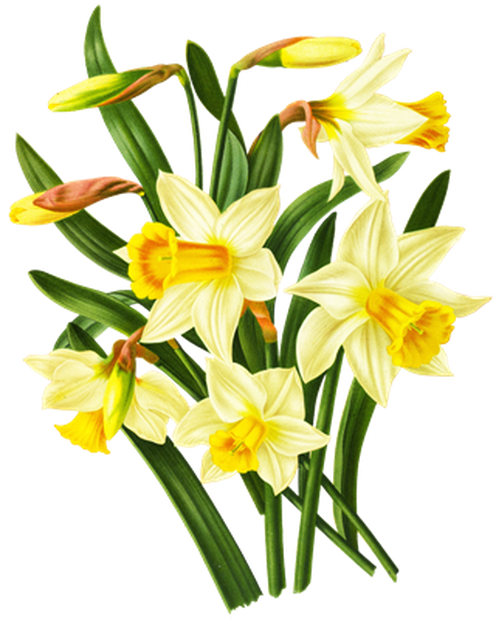 PNG画像：水仙の花アンティークイラスト