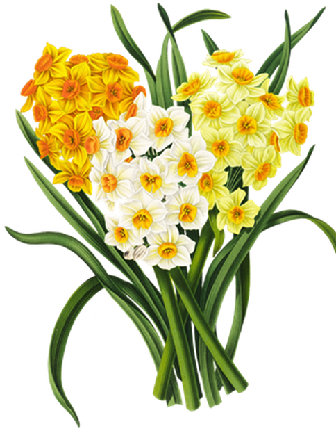 PNG画像：口紅水仙の花アンティークイラスト