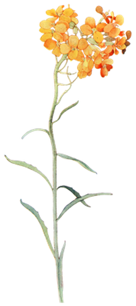 PNG画像：オレンジ色の草花アンティークイラスト