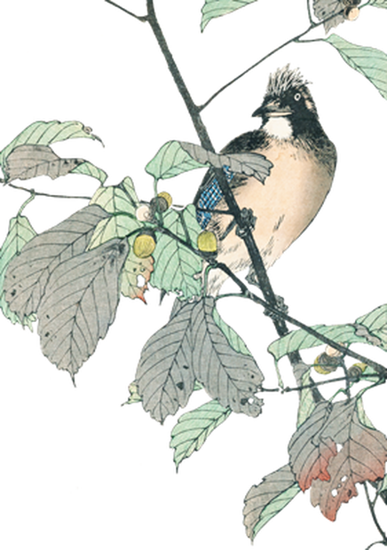 PNG画像：樫の実と小鳥 アンティークイラスト