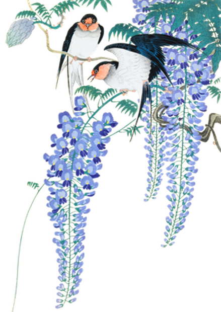PNG画像：藤の花と燕 アンティークイラスト