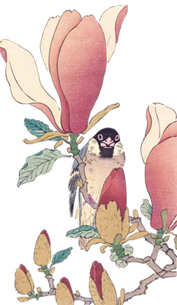 PNG画像：木蓮と文鳥 アンティークイラスト