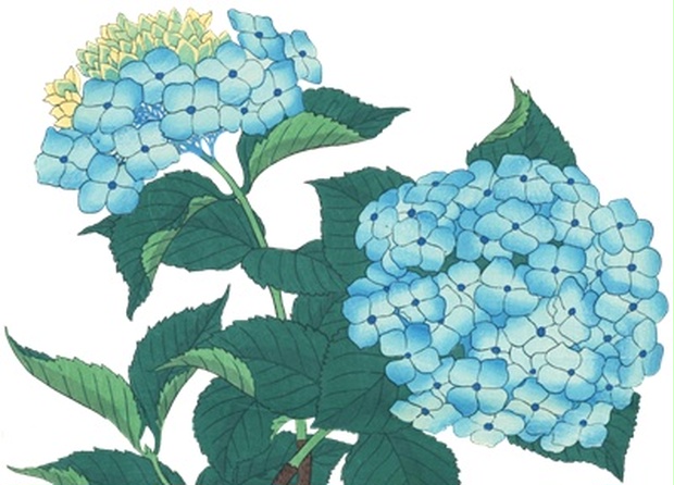 Png画像 あじさい 紫陽花 アンティークイラスト素材 アンティーク レトロ イラスト画像素材 Booth