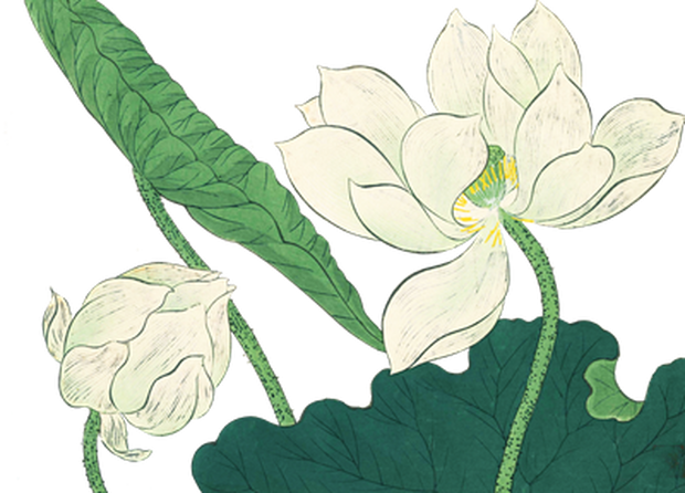 PNG画像：白蓮アンティークイラスト素材