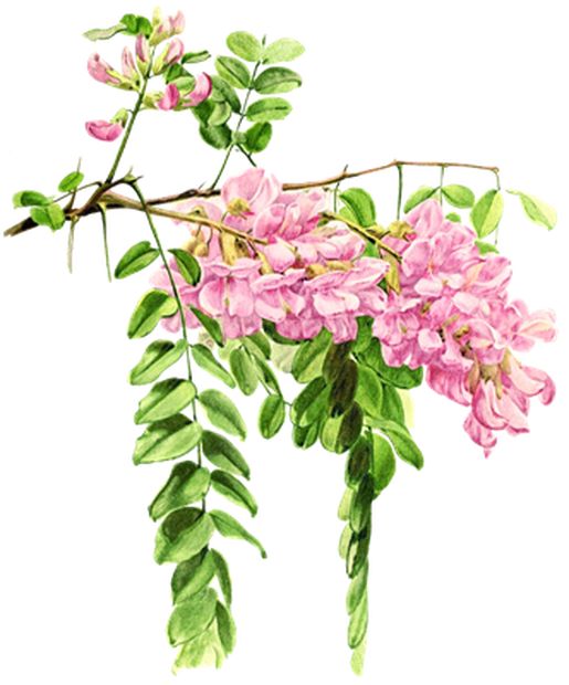 PNG画像｜針槐（ニセアカシア）の花アンティークイラスト素材