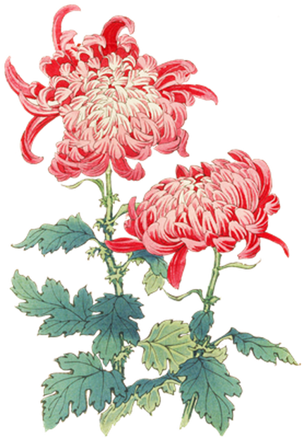 PNG画像｜菊の花（瀁紫）アンティークイラスト素材