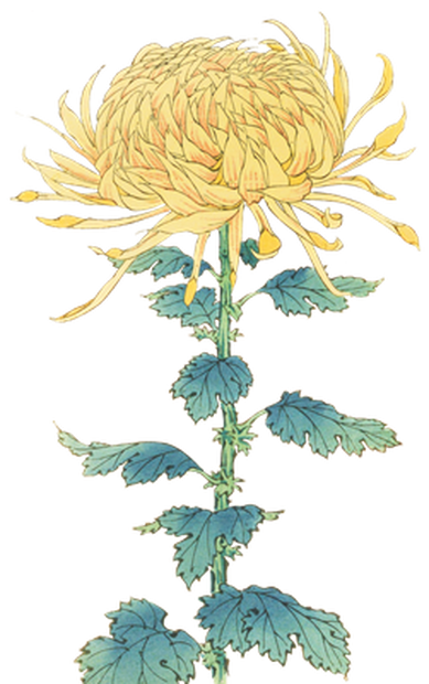 PNG画像｜菊の花（帝國龍）アンティークイラスト素材