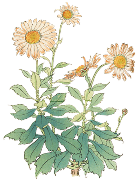 PNG画像｜菊の花（吹上）アンティークイラスト素材