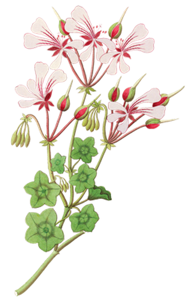 PNG画像｜淡紅色の草花 アンティークイラスト素材