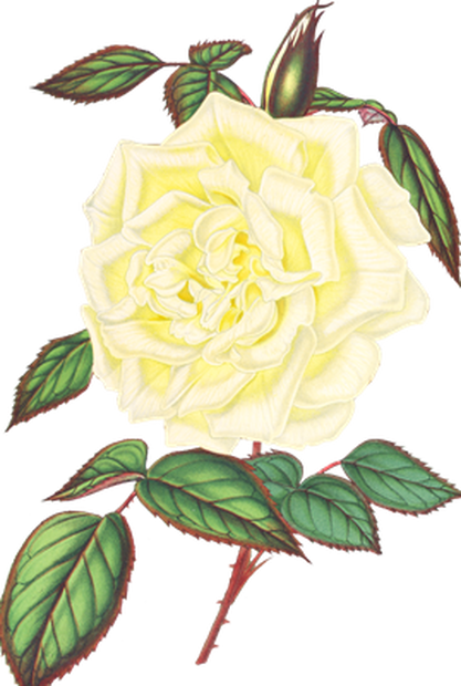 PNG画像｜白薔薇アンティークイラスト素材