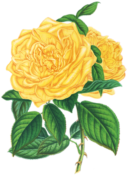 PNG画像｜黃薔薇アンティークイラスト素材