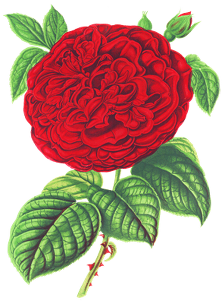 PNG画像｜赤薔薇アンティークイラスト素材
