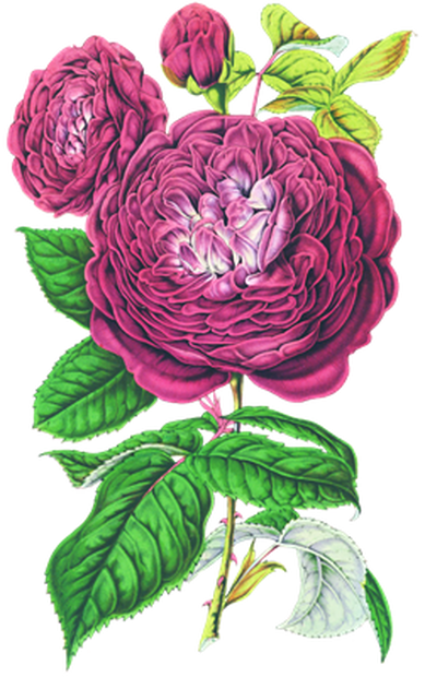 PNG画像｜紫薔薇アンティークイラスト素材