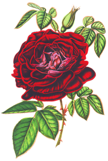 PNG画像｜真紅薔薇アンティークイラスト素材