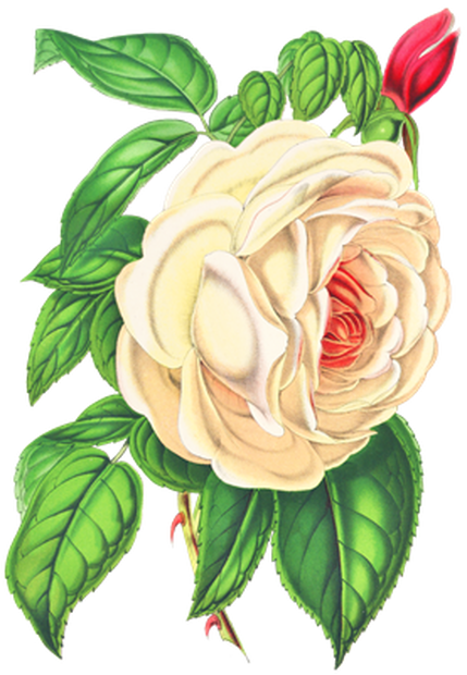 PNG画像｜白薔薇アンティークイラスト素材
