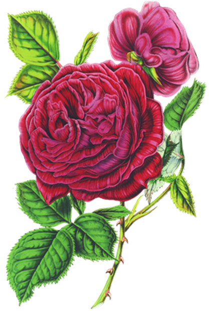 PNG画像｜真紅薔薇アンティークイラスト素材