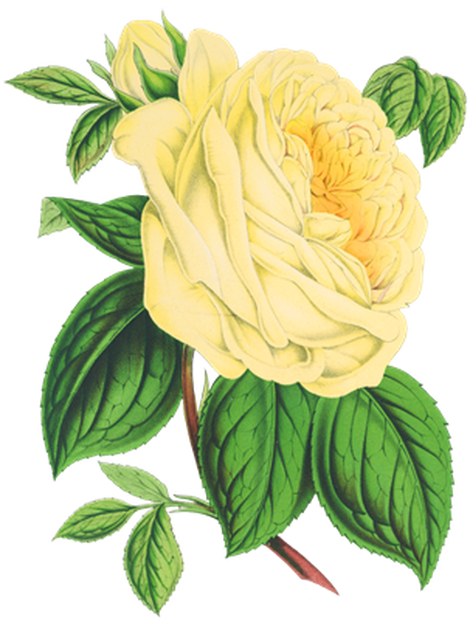 PNG画像｜黃薔薇アンティークイラスト素材