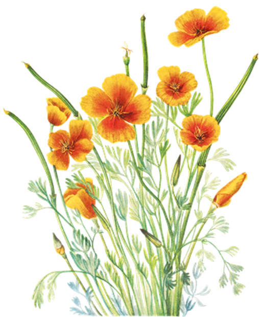 PNG画像｜ポピー（芥子の花）アンティークイラスト素材