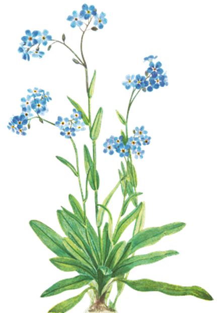 PNG画像｜勿忘草アンティークイラスト素材