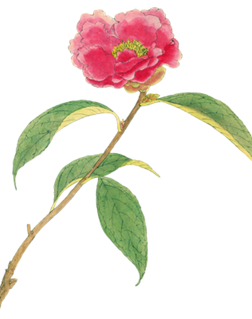 PNG画像｜山茶花（さざんか）アンティークイラスト素材