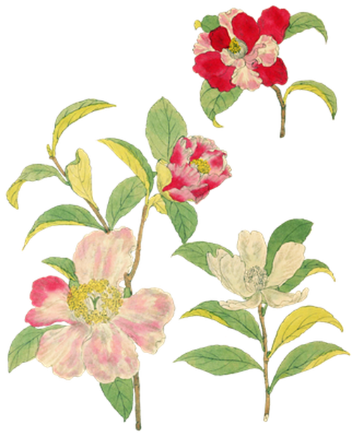 PNG画像｜日本の椿の花アンティークイラスト素材