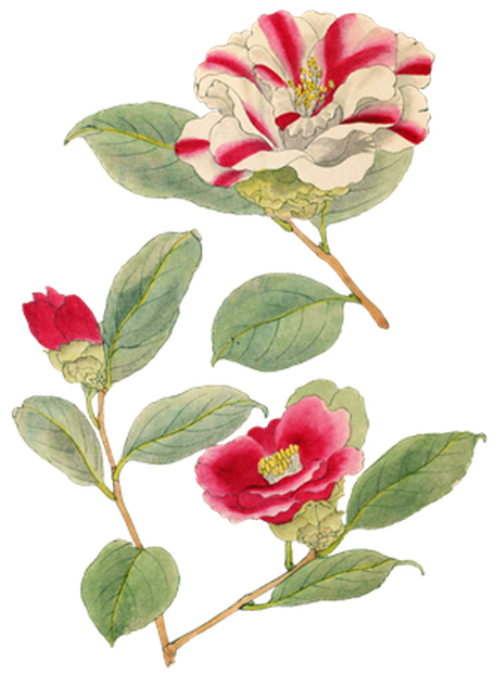 PNG画像｜日本の椿の花アンティークイラスト素材