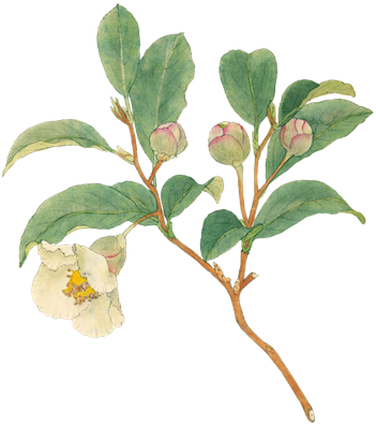 PNG画像｜白椿の花アンティークイラスト素材