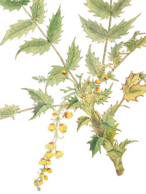 PNG画像｜柊（ヒイラギ）の花アンティークイラスト素材