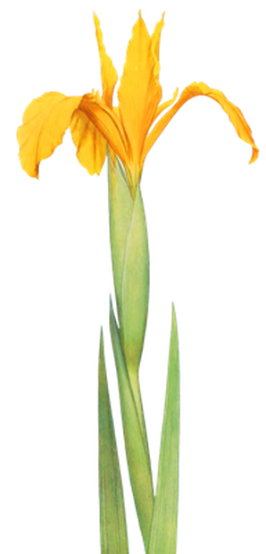 PNG画像｜菖蒲（アヤメ）アンティークイラスト素材4枚セット