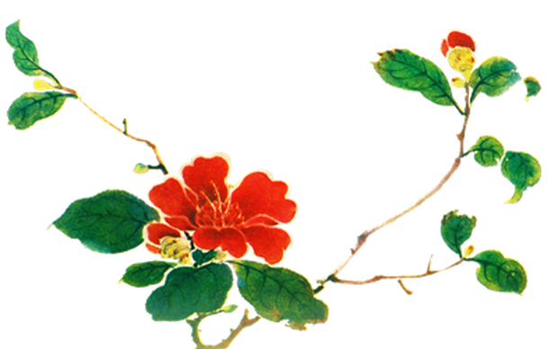 PNG画像｜椿の花アンティークイラスト素材