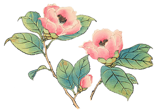 PNG画像｜山茶花（さざんか）日本画アンティークイラスト素材