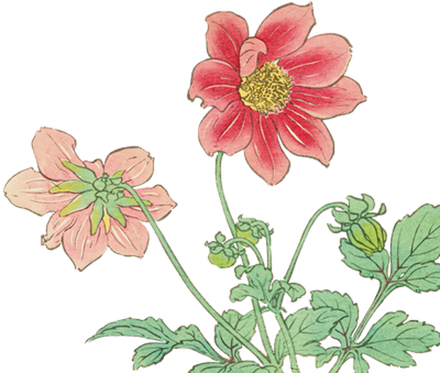 PNG画像｜ダリアの花日本画アンティークイラスト素材