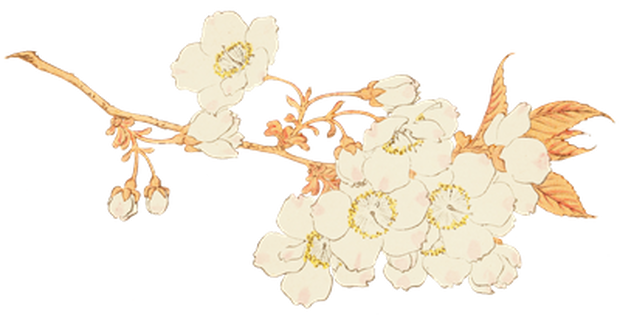 PNG画像｜桜の花 日本画アンティークイラスト素材