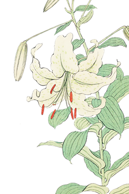 PNG画像｜白百合の花 日本画アンティークイラスト素材