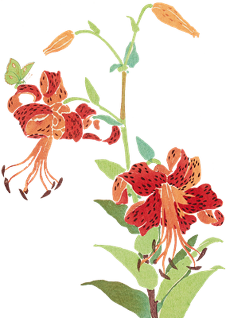 PNG画像｜鬼百合の花 日本画アンティークイラスト素材